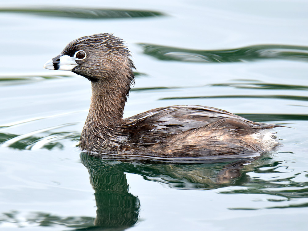 Grebe.jpg