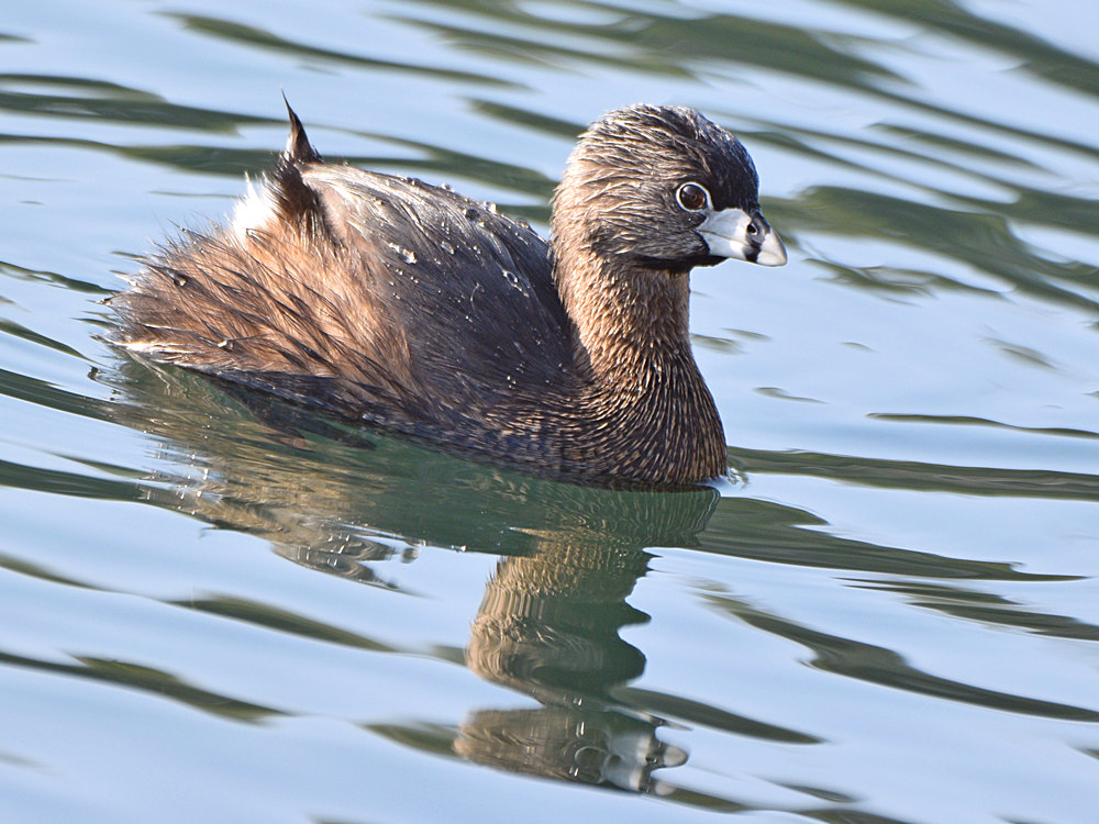 Grebe.jpg
