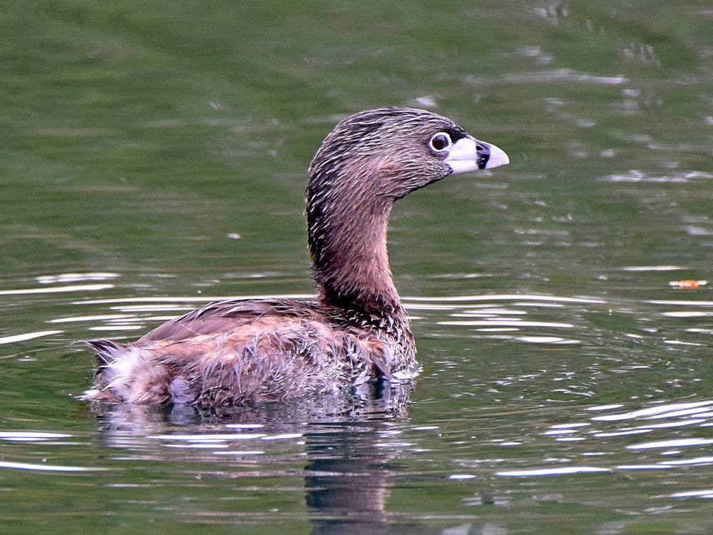 Grebe.jpg