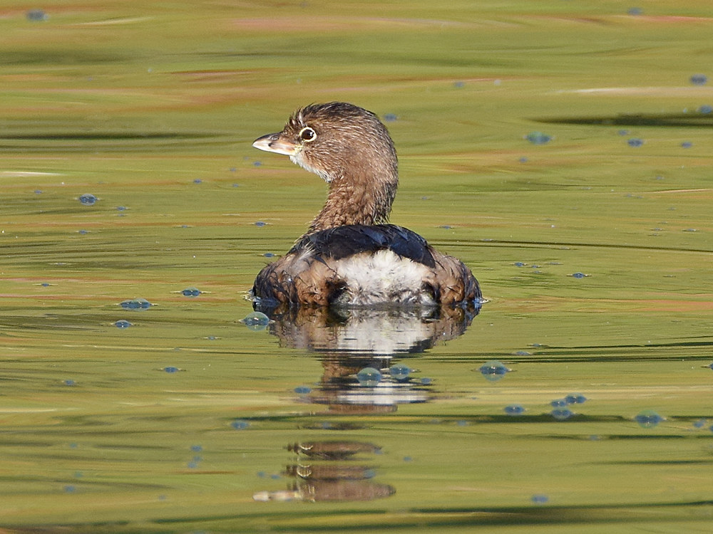 Grebe.jpg