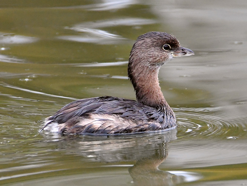 Grebe.jpg