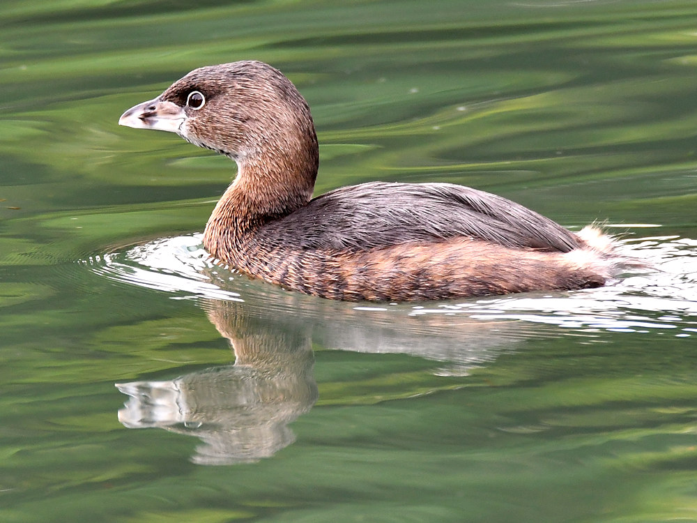 Grebe.jpg