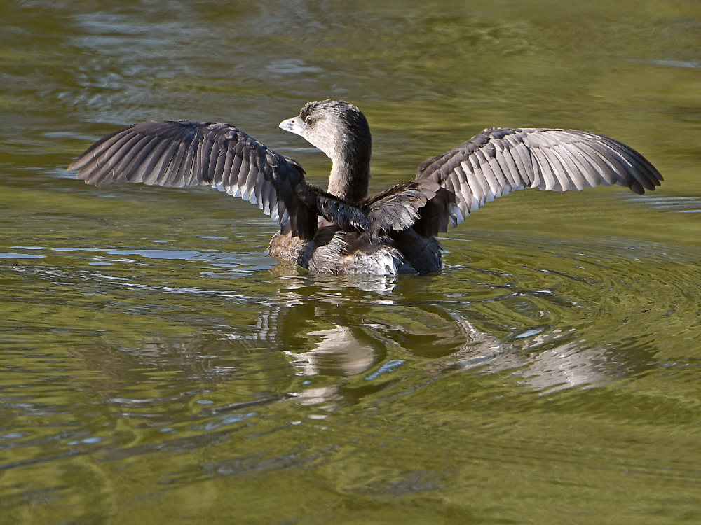 Grebe.jpg