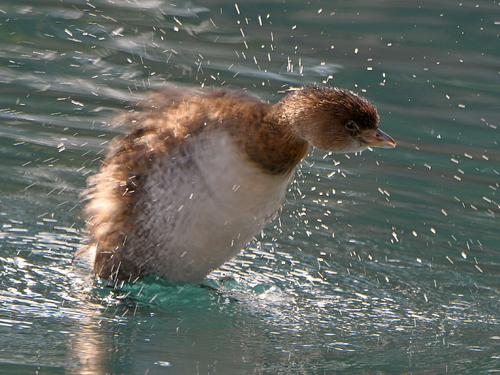 Grebe.jpg