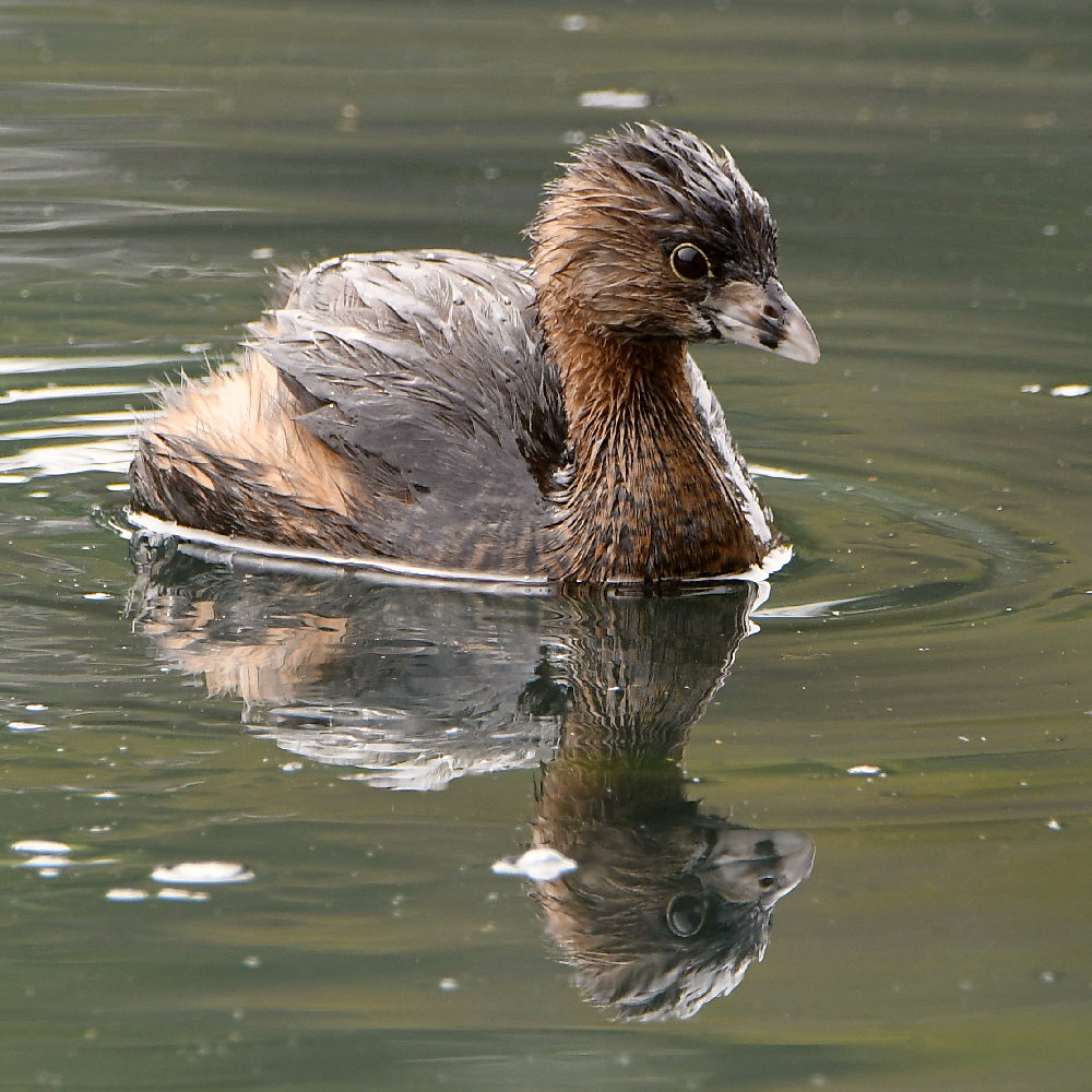 Grebe.jpg