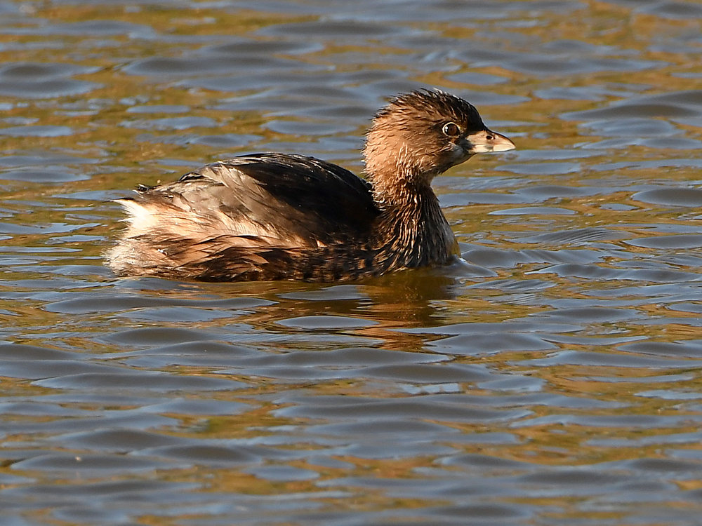 Grebe.jpg
