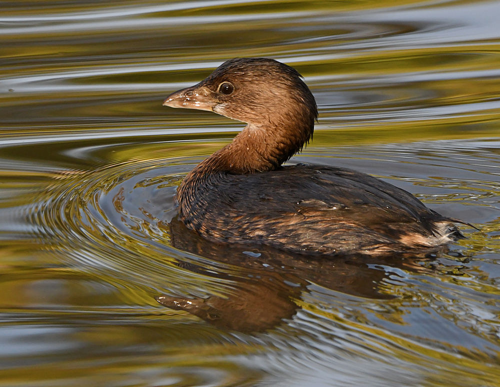 Grebe.jpg
