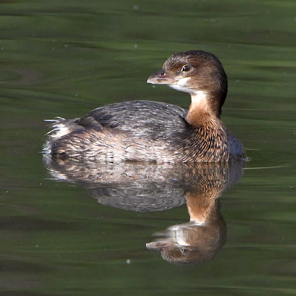 Grebe.jpg