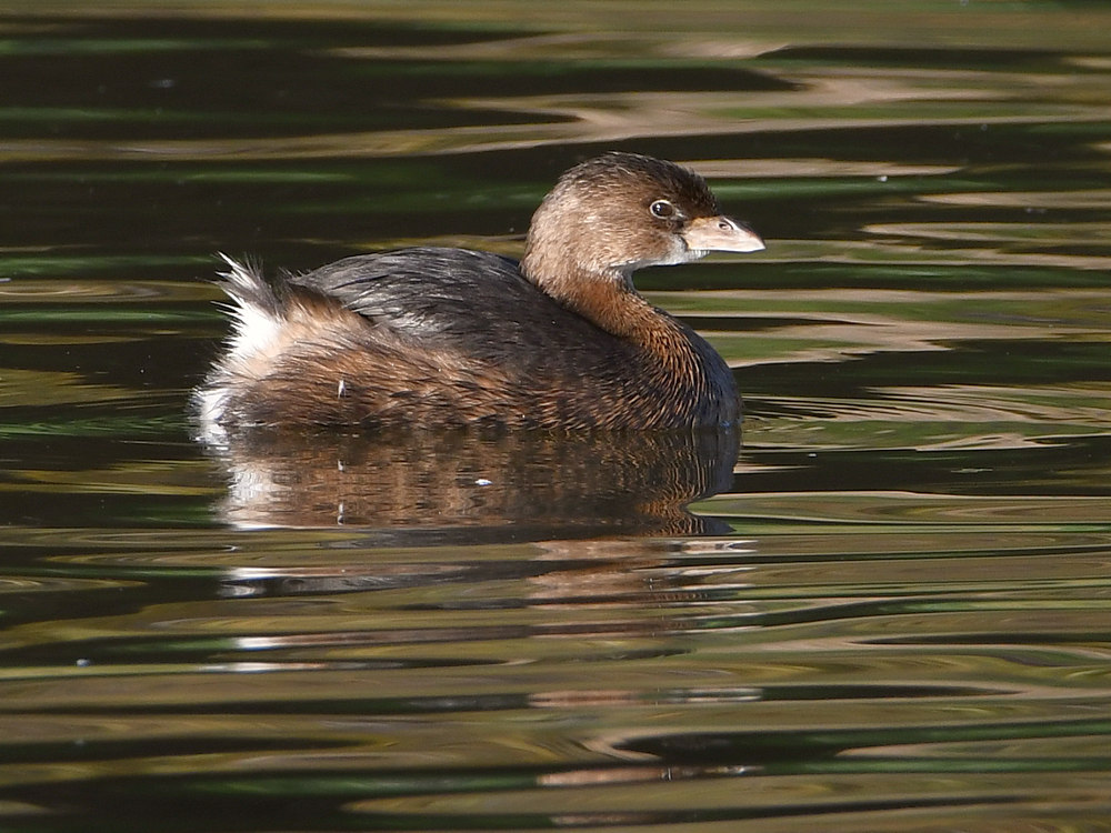 Grebe.jpg