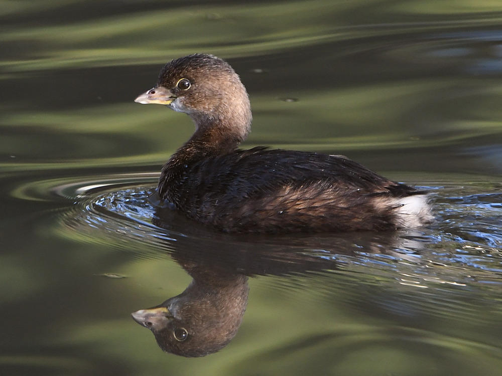 Grebe.jpg