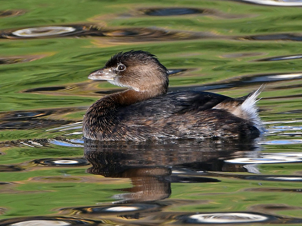 Grebe.jpg