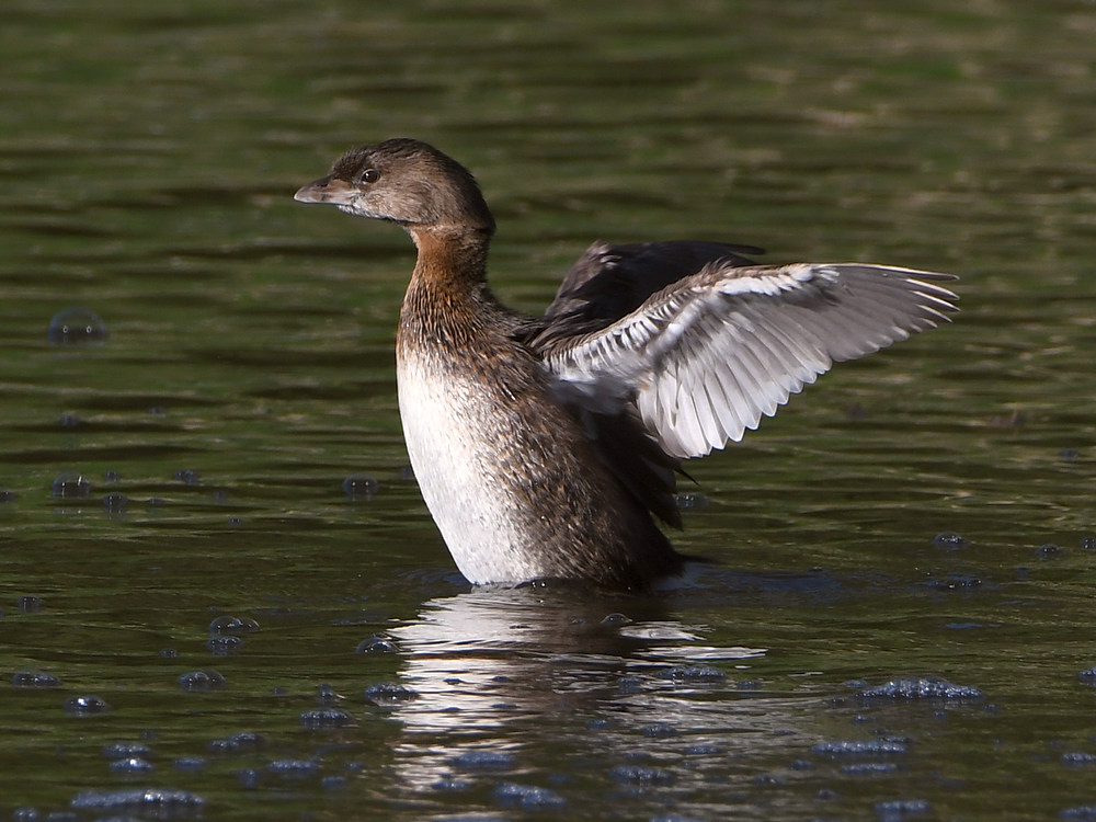 Grebe.jpg