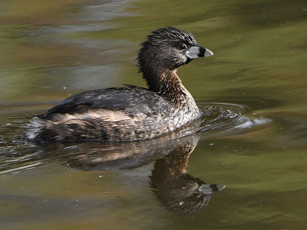 Grebe.jpg