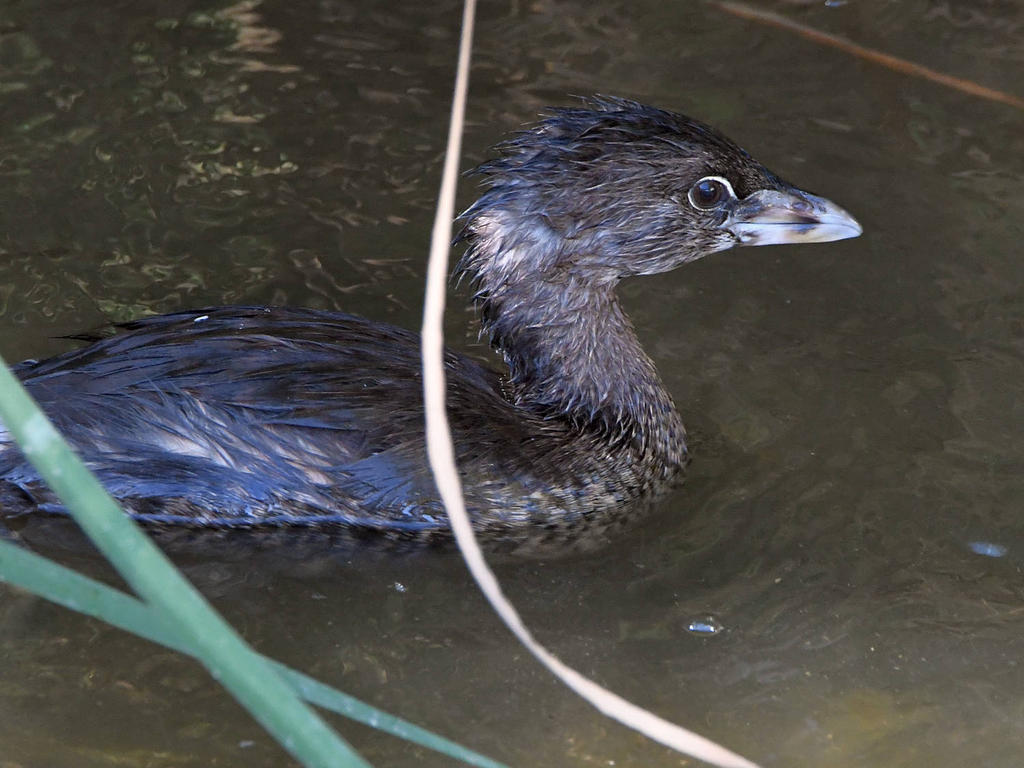 Grebe.jpg