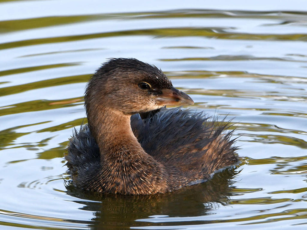 Grebe.jpg