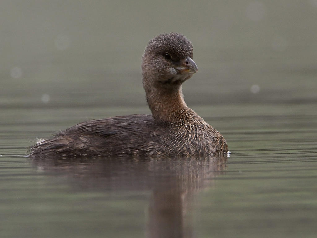 Grebe.jpg