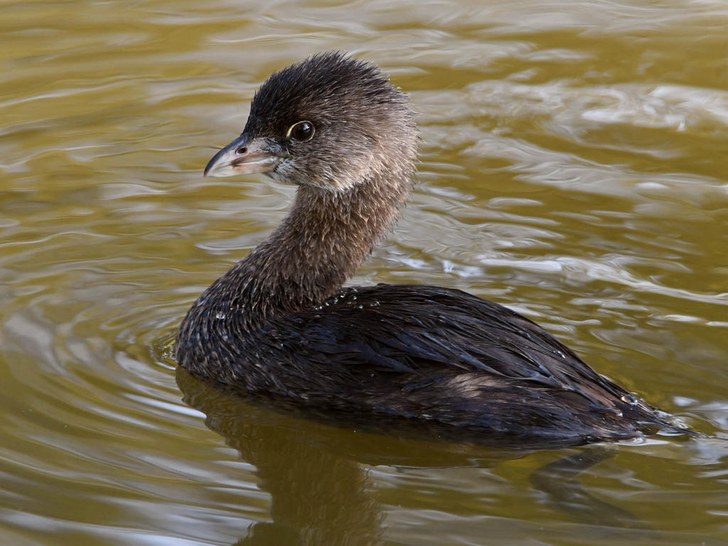 Grebe.jpg