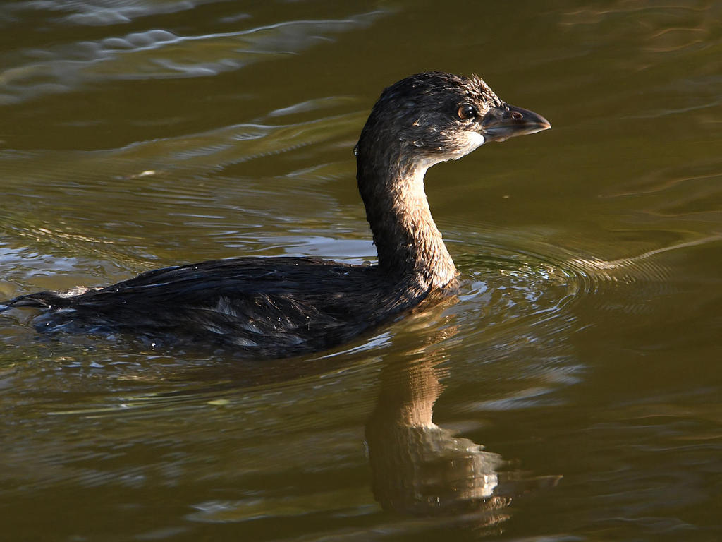 Grebe.jpg