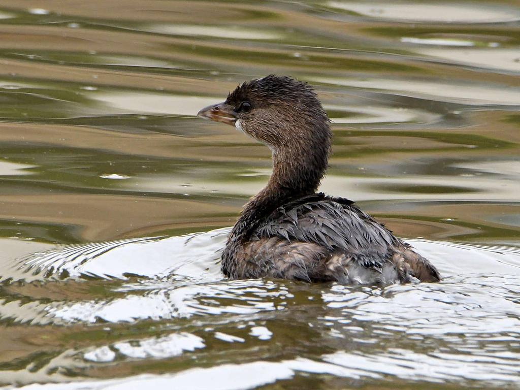 Grebe.jpg