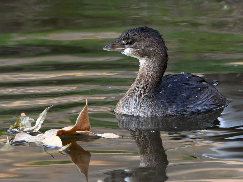 Grebe.jpg