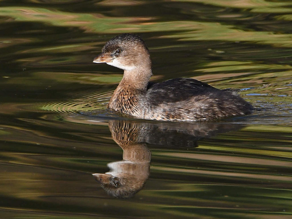 Grebe.jpg
