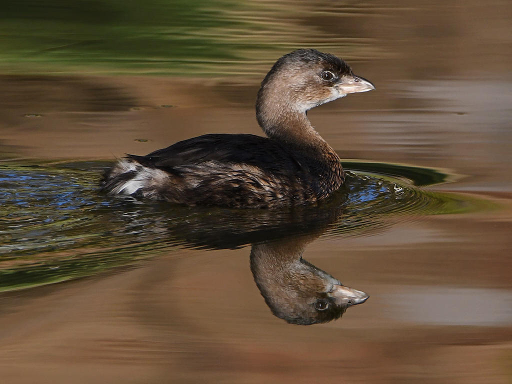 Grebe.jpg