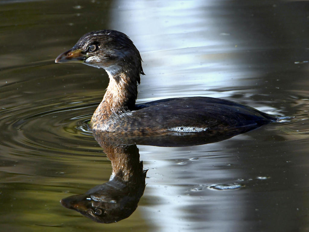 Grebe.jpg