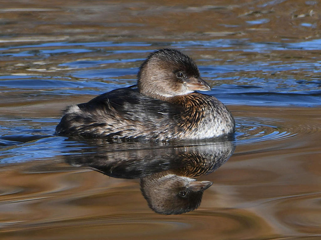Grebe.jpg