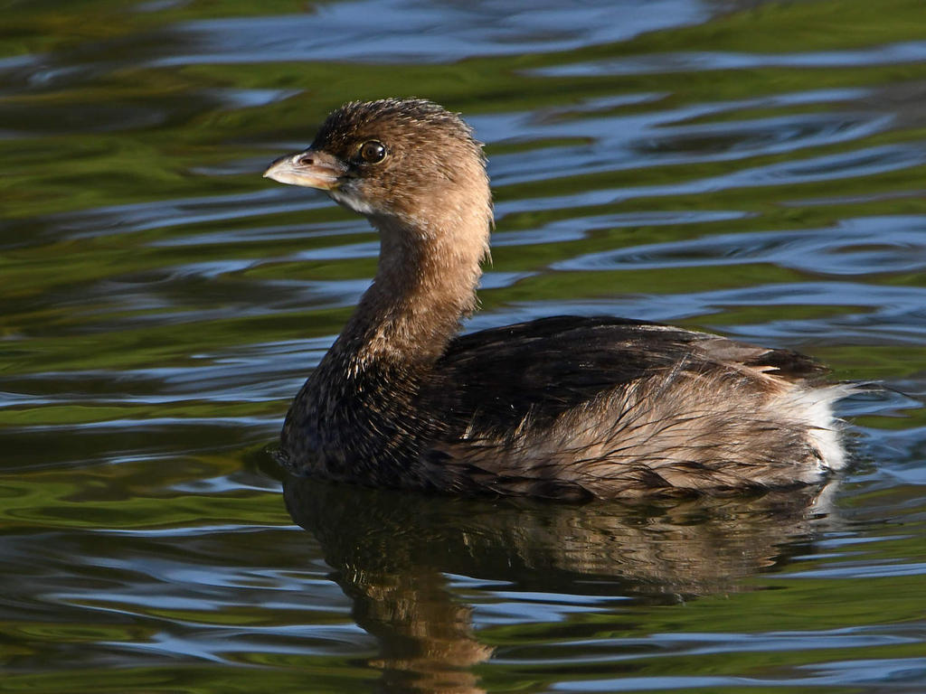 Grebe.jpg