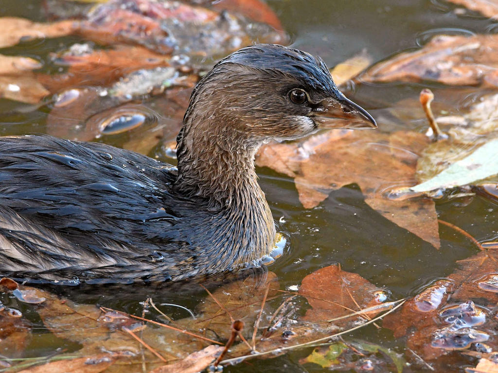 Grebe.jpg