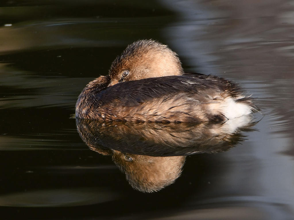 Grebe.jpg