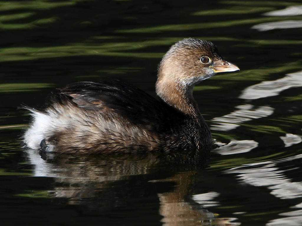 Grebe.jpg