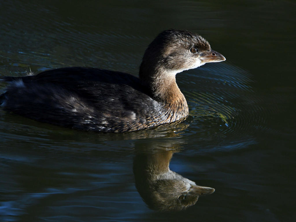 Grebe.jpg