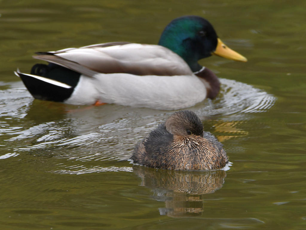 Grebe.jpg