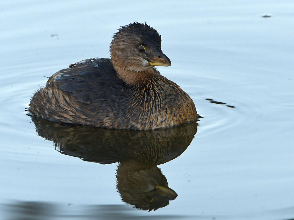 Grebe.jpg