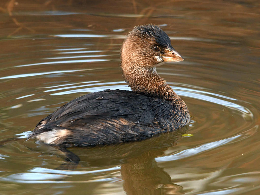 Grebe.jpg