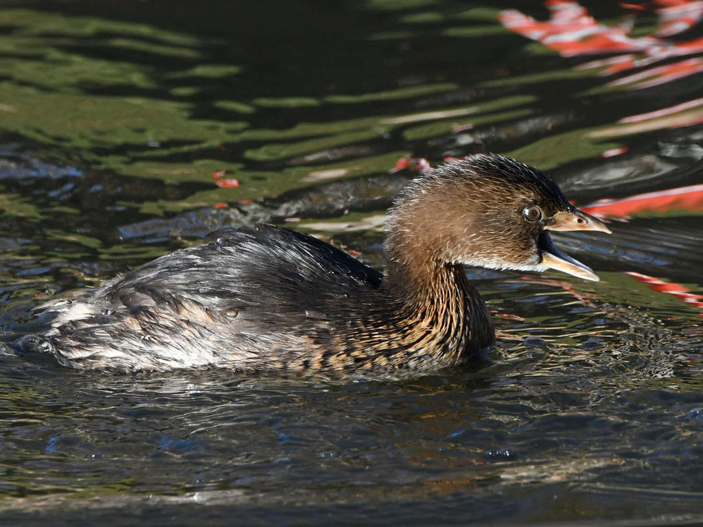Grebe.jpg