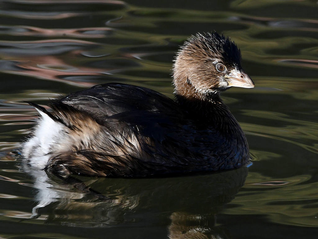Grebe.jpg