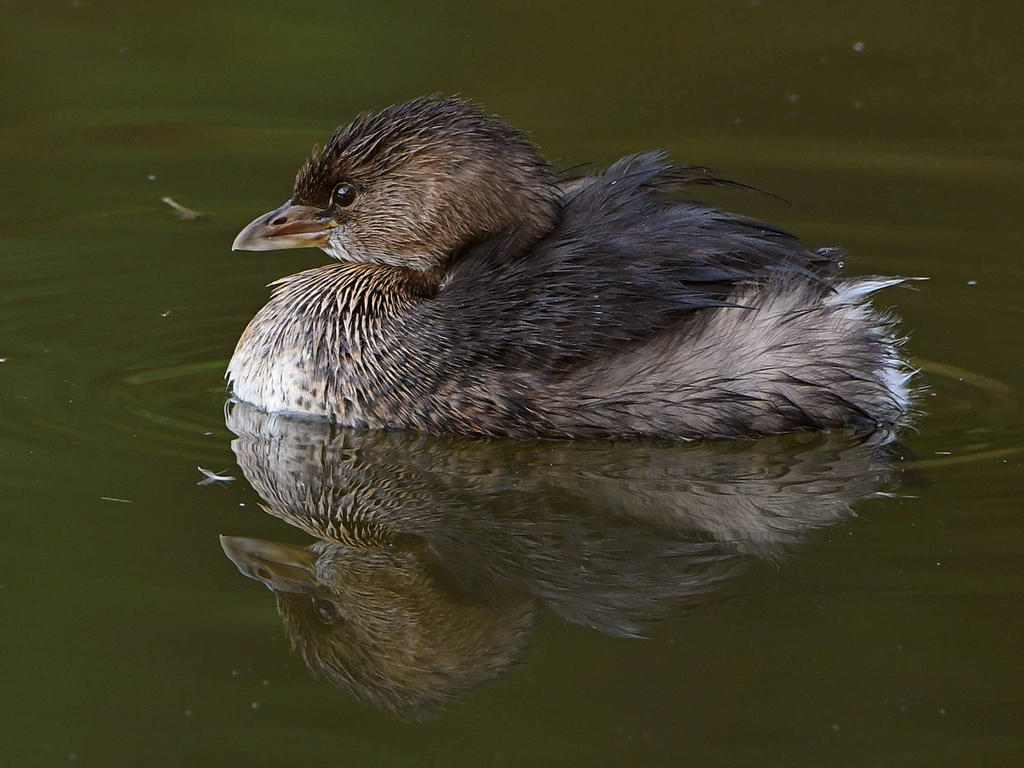 Grebe.jpg