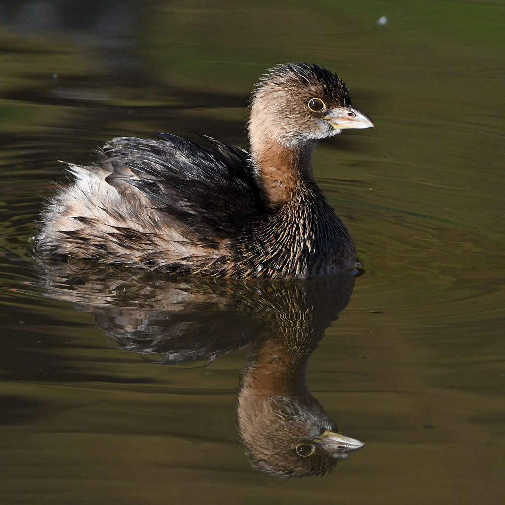 Grebe.jpg