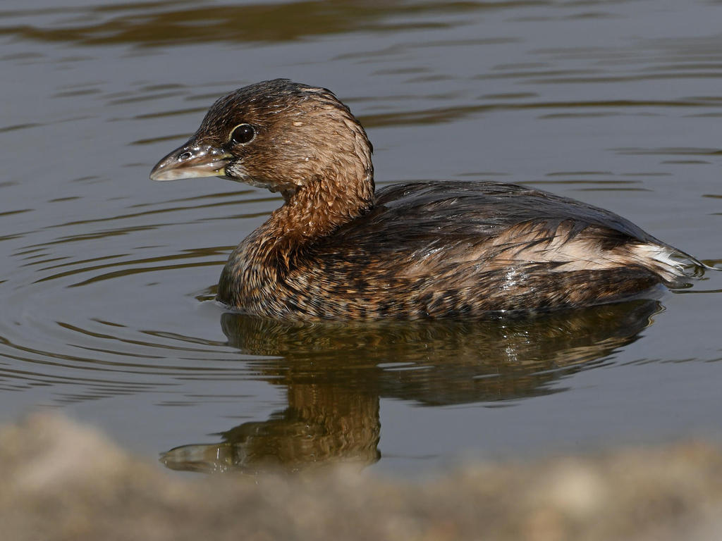 Grebe.jpg