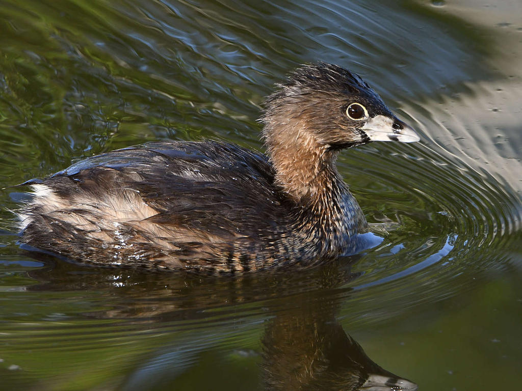 Grebe.jpg