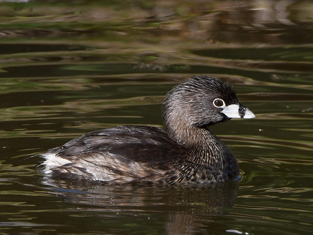 Grebe.jpg