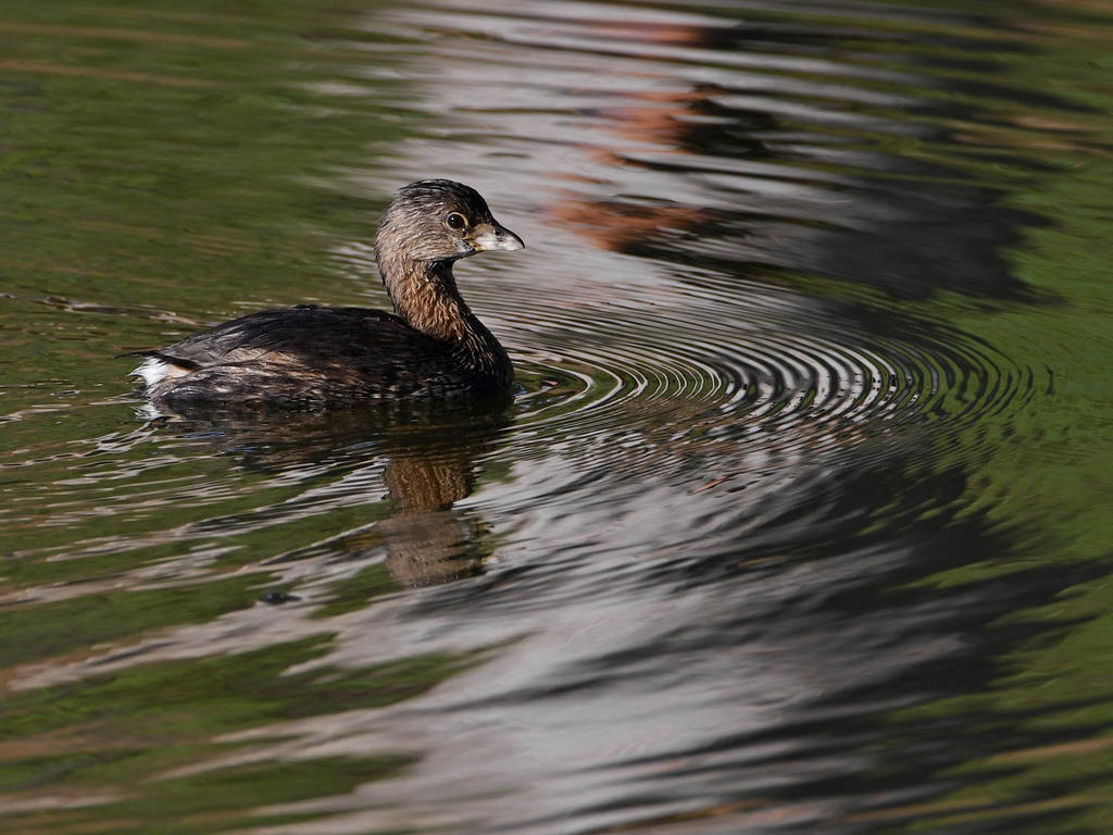 Grebe.jpg