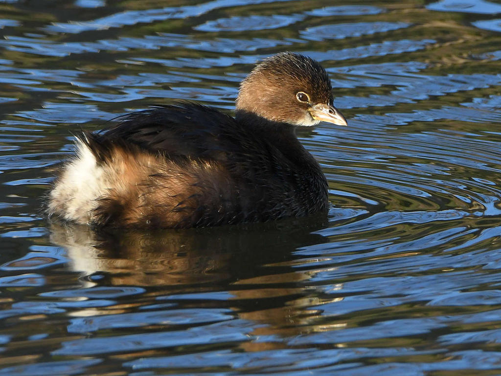 Grebe.jpg