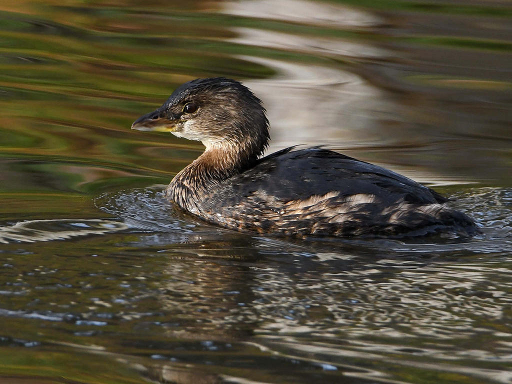 Grebe.jpg