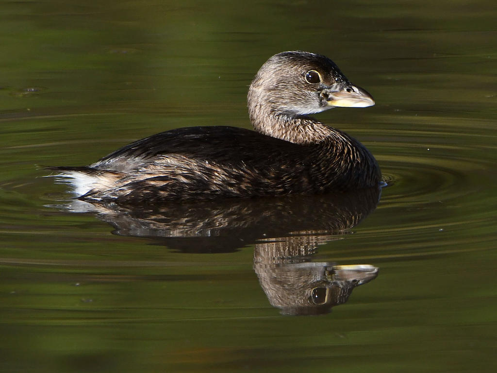 Grebe.jpg