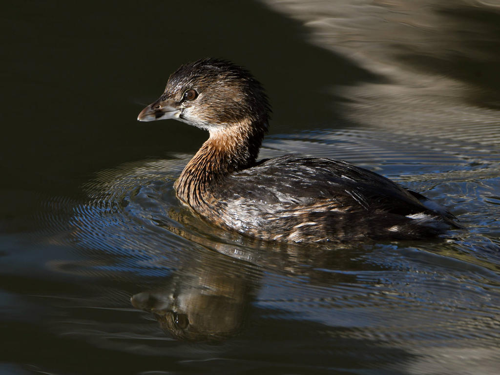 Grebe.jpg