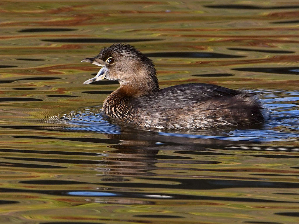 Grebe.jpg
