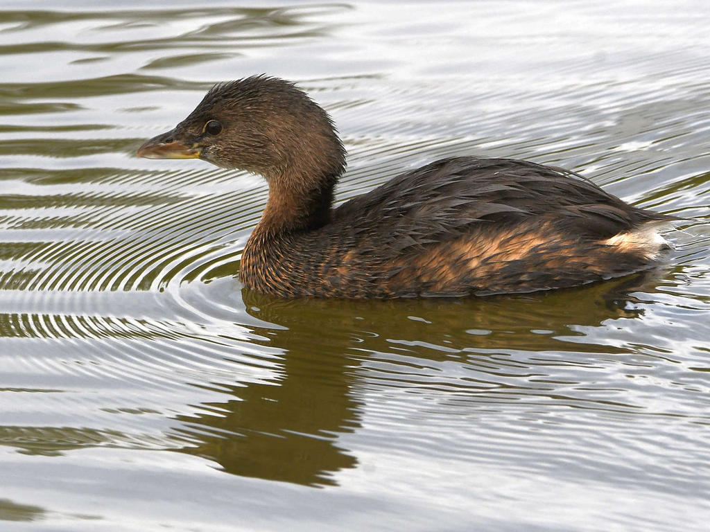 Grebe.jpg